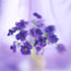Soft Anemone