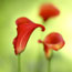 Calla Field