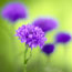 Cornflower Meadow