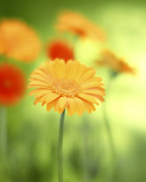 Sunlight Gerbera (Ref: DR 001)