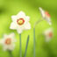 Narcissus