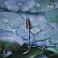 Waterlily Lake