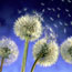 Dandelion Seeds