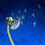 Dandelion Stem