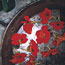 Red Nasturtiums