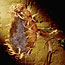 Golden Sunflower
