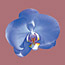Blue Orchid