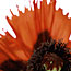 Oriental Poppy
