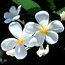 Frangipani