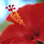 Red Hibiscus