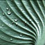 Hosta Rain