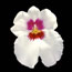 Pansy Orchid