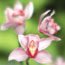 Pink Cymbidium Orchid