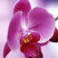 Pink Phalyanopsis