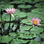 Waterlily Pad