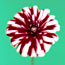 Candy Stripe Dahlia