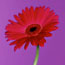Cerise Gerbera