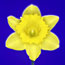 Yellow Daffodil