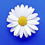 White Daisy