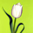 Lime Tulip