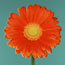 Orange Gerbera