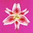 Pink Stargazer 1
