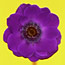 Purple Anemone
