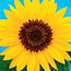 Sunflower Smile