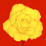 Yellow Rose