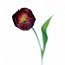 Black Tulip