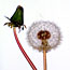 Dandilion Clock