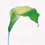 Green Arum