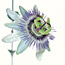 Passion Flower