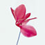 Pink Cyclamen