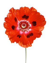 Red Poppy (Ref: NP 001)