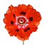 Red Poppy