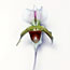 Slipper Orchid