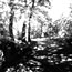 Dappled Walk