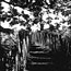 Forest Steps