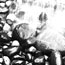 Waterfall Pebbles