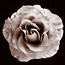 Chocolate Rose