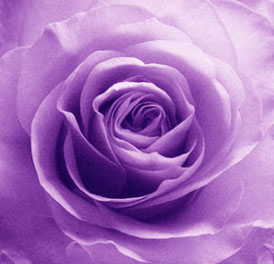 Purple Rose (Ref: SEN 001)