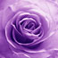 Purple Rose