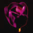 Redlight Tulip