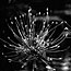 Alium
