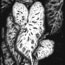 Heart Leaf