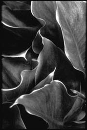 Hosta (Ref: TR 001)
