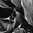 Hosta