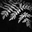 Spray Foliage